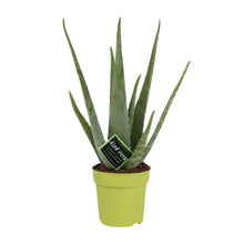 Kamerplant - Aloe Vera - Pot Ø 12cm Hoogte ↕ 45cm