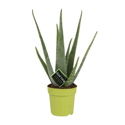 Kamerplant - Aloe Vera - Pot Ø 12cm Hoogte ↕ 45cm