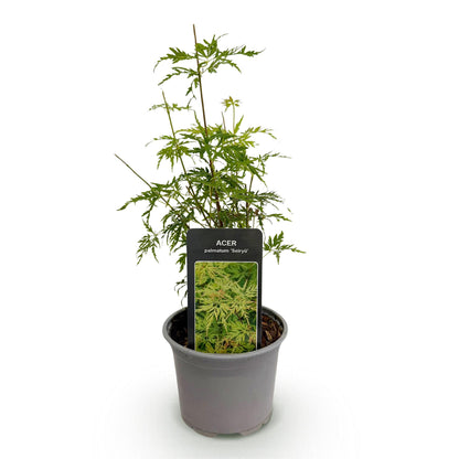 Buitenplant - Acer palmatum 'Seiryu' - Pot Ø 12cm Hoogte ↕ 35cm