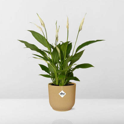Kamerplant - Spathiphyllum Torelli - Inclusief sierpot - Pot Ø 12cm
