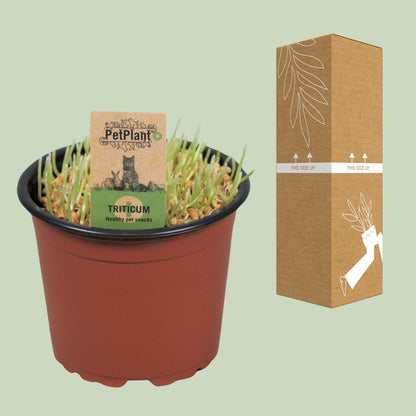 Kamerplant - Triticum Kattegras - Pot Ø 12cm Hoogte ↕ 10cm