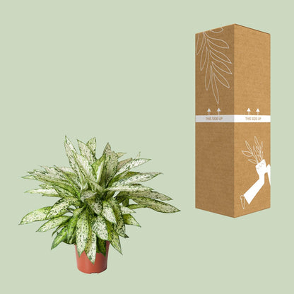 Kamerplant - Dieffenbachia Vesuvius - Pot Ø 27cm Hoogte ↕ 80cm