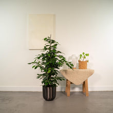 Kamerplant - Ficus benjamina Danielle - Inclusief sierpot - Pot Ø 21cm Hoogte ↕ 95cm