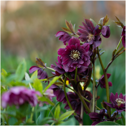 Buitenplant 3x Helleborus Specials - Bloeiend - Pot Ø 14cm Hoogte ↕ 25cm