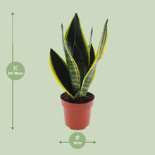 Kamerplant - Sansevieria Futura Superba - Pot Ø 12cm Hoogte ↕ 30cm