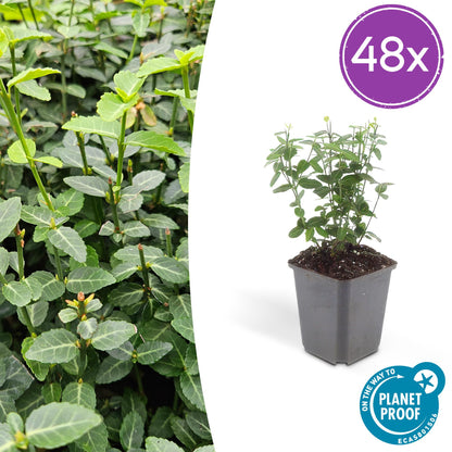 Buitenplant 48x Euonymus fortunei radicans - Pot Ø 9cm Hoogte ↕ 10-25cm