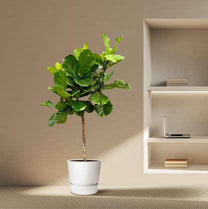 XL Kamerplant - Ficus Lyrata Boom XXL - Pot Ø 40cm Hoogte ↕ 200cm