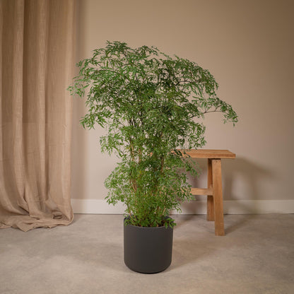 Kamerplant - Polyscias Fruticosa (Aralia) - Pot Ø 21cm Hoogte ↕ 75cm