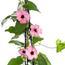Buitenplant 4x Thunbergia alata Sunny Susy Rose Sensation - Bloeiend - Pot Ø 13cm Hoogte ↕ 60cm