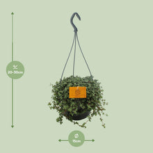 Kamerplant - Pilea Glauca - Hangplant - Pot Ø 15cm Hoogte ↕ 25cm
