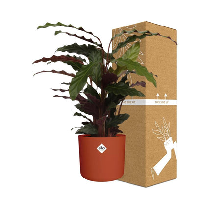 Kamerplant - Calathea Rufibarba 'Tropistar' - Pot Ø 14cm