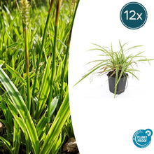Buitenplant 12x Carex morrowii 'Aureovariegata' - Pot Ø 9cm Hoogte ↕ 10-25cm