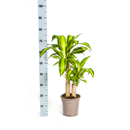 Kamerplant - Dracaena Fragrans Massangeana - Luchtzuiverend - Pot Ø 19cm Hoogte ↕ 70-90cm