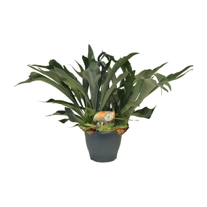 Kamerplant - Platycerium Bifurcatum - Pot Ø 21cm Hoogte ↕ 50cm