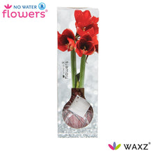 Kamerplant - Waxz® Luxury Box Art Bordeaux - Hoogte ↕ 15cm