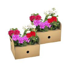 Buitenplant 8x Pelargonium peltatum Mix - Bloeiend - Pot Ø 12cm Hoogte ↕ 20cm