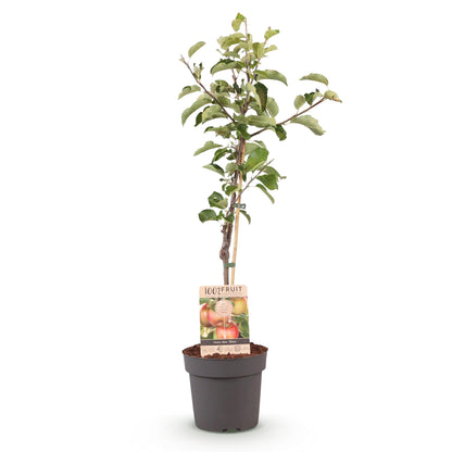 Buitenplant - Malus domestica Elstar - Fruitboom - Pot Ø 21cm Hoogte ↕ 90cm