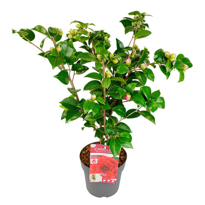 Buitenplant - Camellia japonica 'Black Lace' - Bloeiend - Pot Ø 19cm Hoogte ↕ 65cm