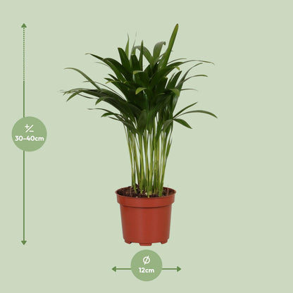 Kamerplant - Areca Catechu - Pot Ø 12cm Hoogte ↕ 35cm
