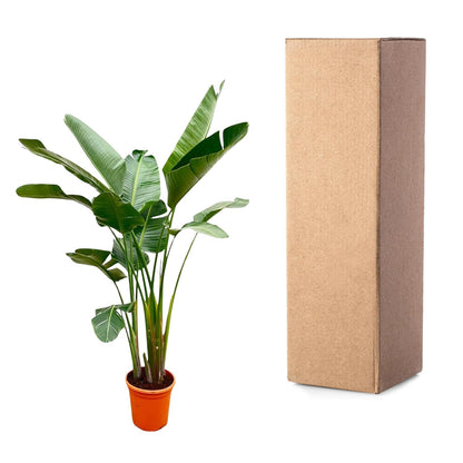 XL plant - Strelitzia Augusta de Luxe - Pot Ø 38cm Hoogte ↕ 250cm