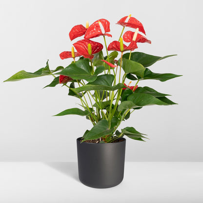 Kamerplant - Anthurium Red - Pot Ø 17cm Hoogte ↕ 55cm