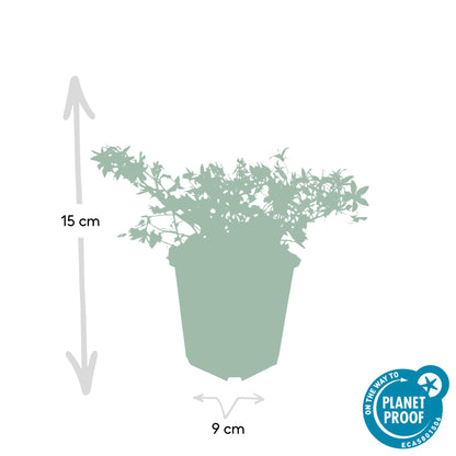 Buitenplant 48x Campanula poscharskyana 'Stella' - Bloeiend - Pot Ø 9cm Hoogte ↕ 10-25cm