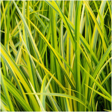 Buitenplant 3x Acorus gramineus 'Ogon' - Pot Ø 14cm Hoogte ↕ 30cm