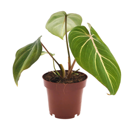 Kamerplant - Philodendron Selloum Atom - Pot Ø 12cm Hoogte ↕ 25cm