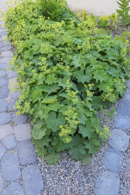 Buitenplant 60x Alchemilla mollis - Pot Ø 9cm Hoogte ↕ 10-25cm
