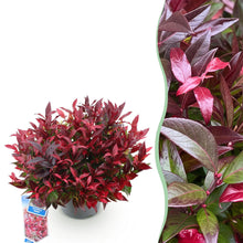 Buitenplant - Leucothoe Zeblid - Groenblijvend - Pot Ø 17cm Hoogte ↕ 45cm