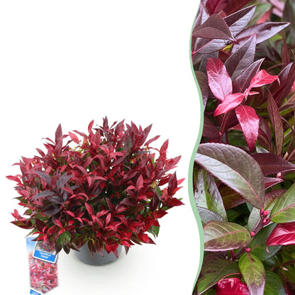 Buitenplant - Leucothoe Zeblid - Groenblijvend - Pot Ø 17cm Hoogte ↕ 45cm