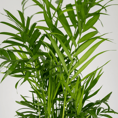 Kamerplant 2x Chamaedorea Elegans (Mexicaanse Bergpalm) - Pot Ø 12cm Hoogte ↕ 40cm