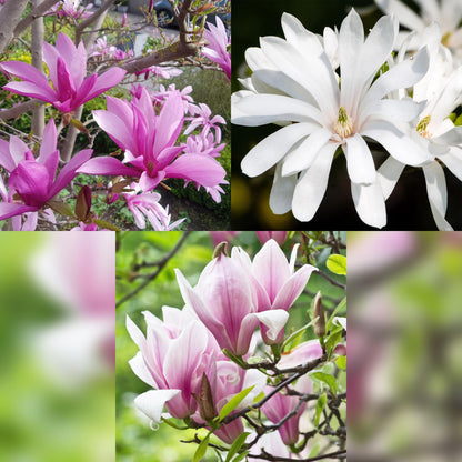 Buitenplant - Magnolia Tricolour - Bloeiend - Bladverliezend - Pot Ø 12cm Hoogte ↕ 30cm