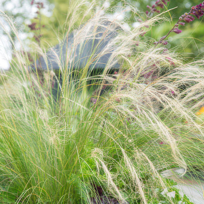 Buitenplant 24x Stipa tenuissima 'Ponytails' - Pot Ø 9cm Hoogte ↕ 10-25cm