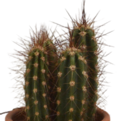 Kamerplant 5x Cactus mix - in terracotta pot - Pot Ø 5.5cm