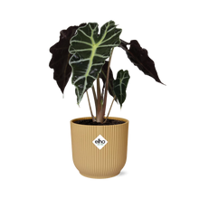 Kamerplant - Alocasia 'Polly' - Pot Ø 14cm Hoogte ↕ 35cm