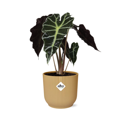 Kamerplant - Alocasia 'Polly' - Pot Ø 14cm Hoogte ↕ 35cm