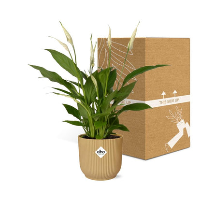 Kamerplant - Spathiphyllum Torelli - Inclusief sierpot - Pot Ø 12cm