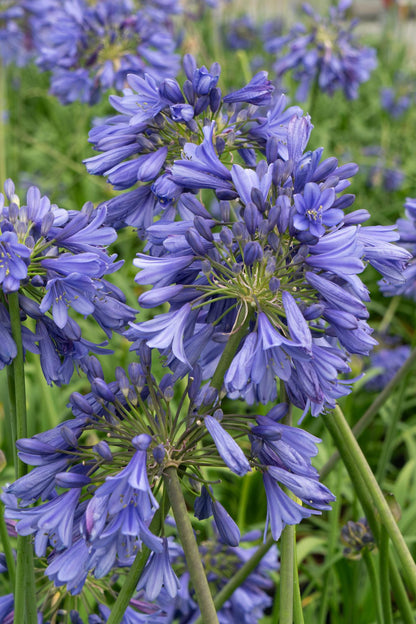 Buitenplant - Agapanthus 'Ever Sapphire' - Bloeiend - Pot Ø 19cm Hoogte ↕ 75cm