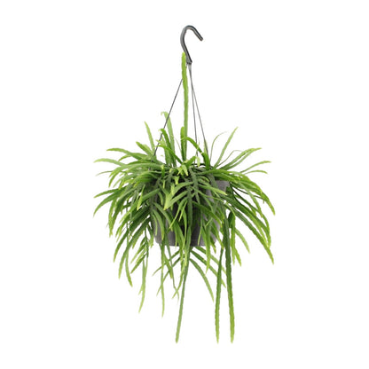 Kamerplant - Lepismium Bolivianum - Pot Ø 17cm Hoogte ↕ 25cm