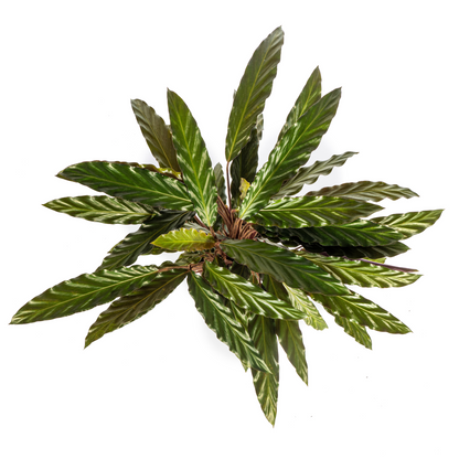 Kamerplant - Calathea Rufibarba - Pot Ø 17cm Hoogte ↕ 40-50cm