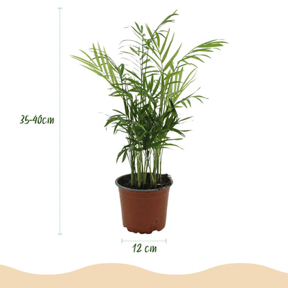 Kamerplant 2x Chamaedorea elegans - Goudpalm - Pot Ø 12cm Hoogte ↕ 15cm