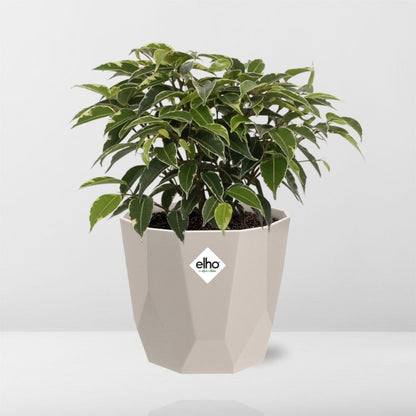 Kamerplant - Ficus Benjamina Kinky - Pot Ø 14cm
