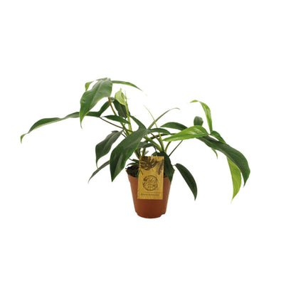 Kamerplant - Philodendron 69686 'Bette Waterbury' - Pot Ø 15cm Hoogte ↕ 50cm