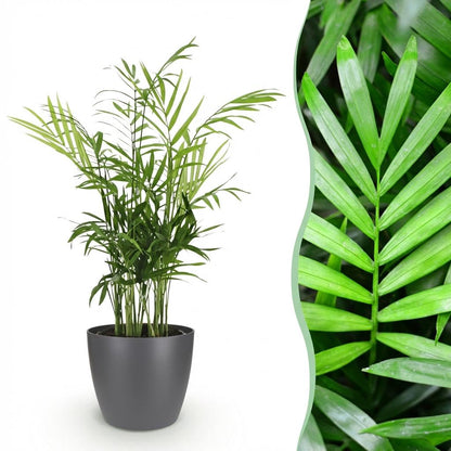 Kamerplant - Chamaedorea elegans - Goudpalm - Pot Ø 12cm Hoogte ↕ 15cm