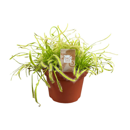 Kamerplant - Drosera Capensis - Pot Ø 12cm Hoogte ↕ 17cm