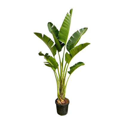 XL plant - Strelitzia Augusta - Pot Ø 45cm Hoogte ↕ 250cm