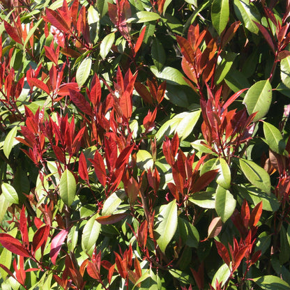 Buitenplant - Photinia fraseri 'Carre Rouge' op Stam - Winterhard - Pot Ø 19cm Hoogte ↕ 90cm