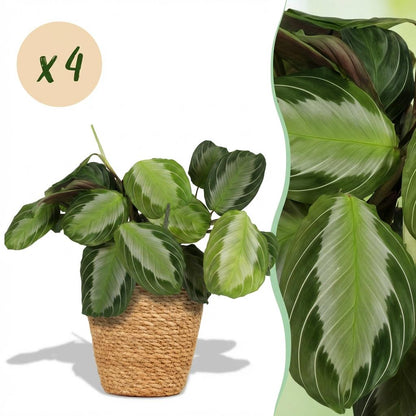 Kamerplant 4x Maranta Fascinator Silverband - Pot Ø 12cm Hoogte ↕ 25cm