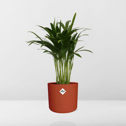 Kamerplant - Areca Palm - Luchtzuiverend - Pot Ø 14cm